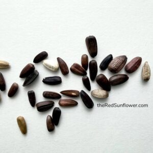 Sunflower Seeds